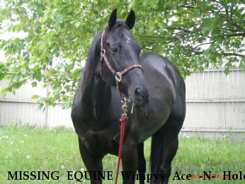 MISSING EQUINE Wimpys Ace -N- The Hole, "Pix" Near Athol , NY, 12810